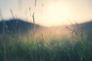 Header