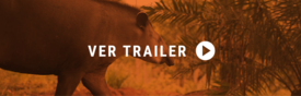 Ver trailer