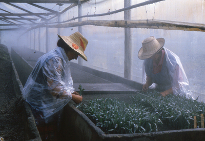 LOVE, WOMEN AND FLOWERS