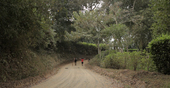 7_IMG_El rbol de Matas.png